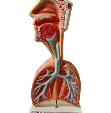 A One Human Respiratory System Large