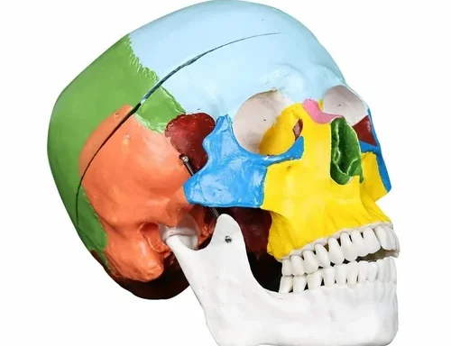 Adult Coloured Skull Life Model