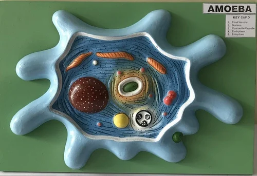 Amoeba Fibre Model