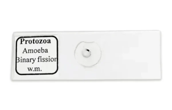 Auxiliary Items Permanent slide of Amoeba showing Binary Fission