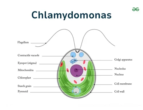 Auxiliary Items Permanent slide of Clydomonus