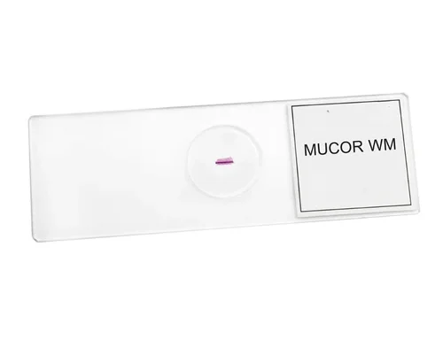 Auxiliary Items Permanent slide of Mucor
