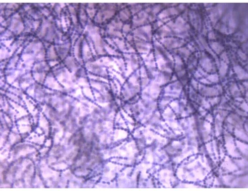 Auxiliary Items Permanent slide of NoStocs