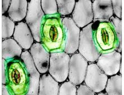 Auxiliary Items Permanent slide of Stomata of Monocot Plants