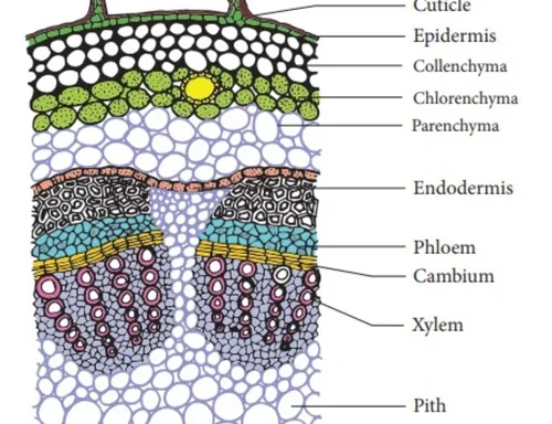 Auxiliary Items Permanent slide of T.S. of Dicot Stem