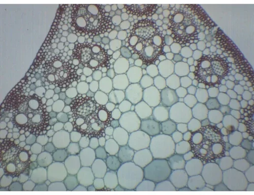 Auxiliary Items Permanent slide of T.S. OF Monocot Stem