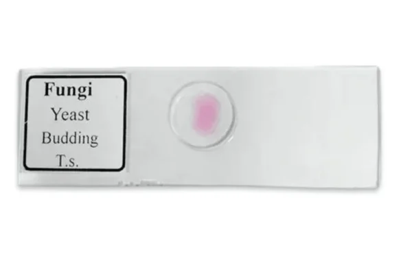 Auxiliary Items Permanent slide of Yeast