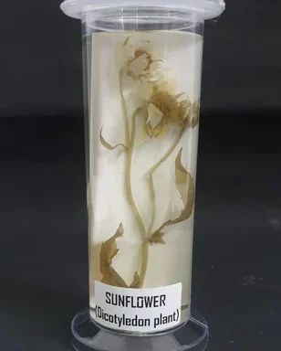 Common Botany Laboratory Specimens