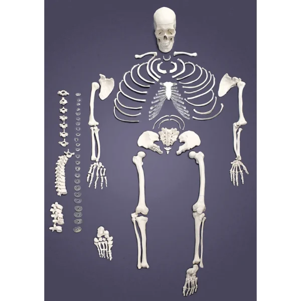 Dis articulated human bone set showing separate major bones for medical and anatomy education