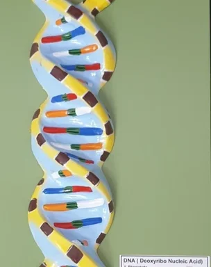 DNA Model On Board