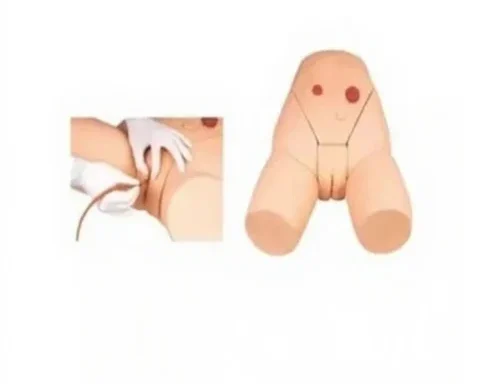 Catheterization Simulator Model