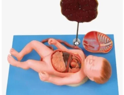 Human Anatomical Models