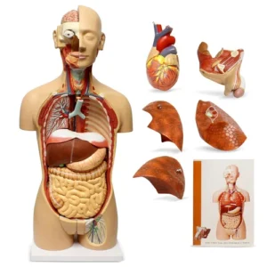 Human body part models with removable organs used for interactive anatomy learning and medical education