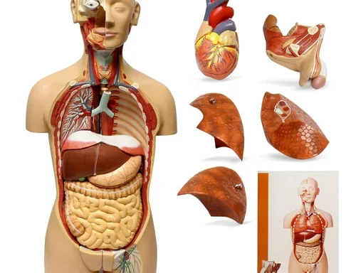 Human Body Part Models