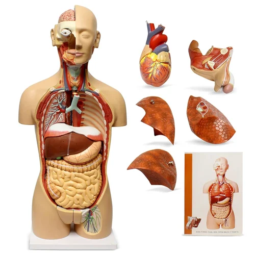 Fiber Anatomy Models for Teaching