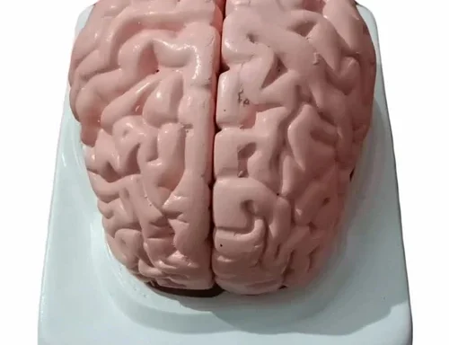 Human Brain Model
