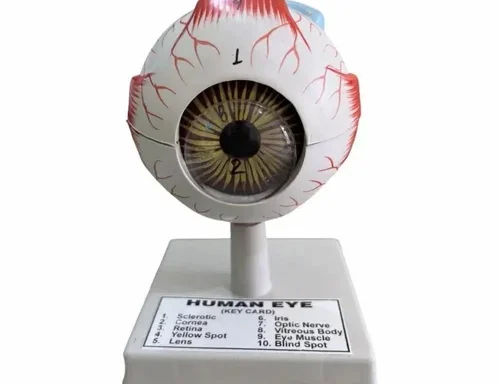 Human Eye Model