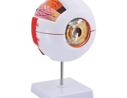 Human Eye Model