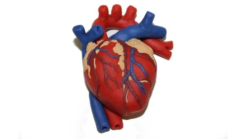 Human Heart Model