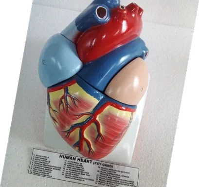 Human Heart Model