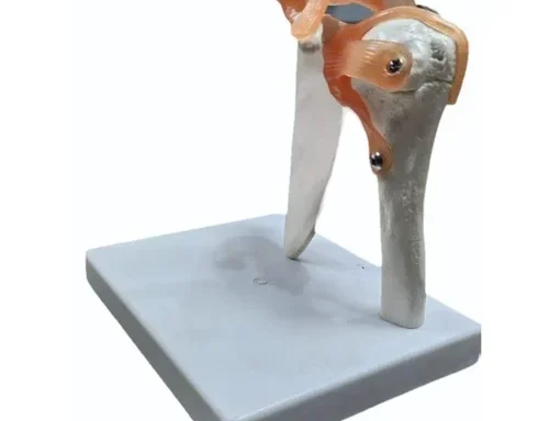 Human joints models foot knee shoulder hip elbow hand