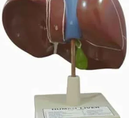 Human Liver Model