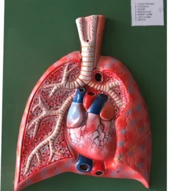 Human Lungs Model