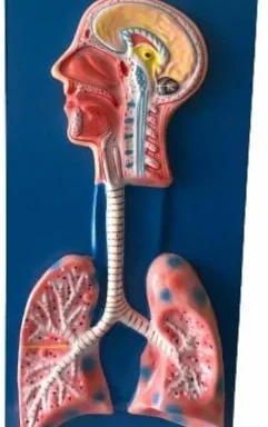 Human Respiratory System