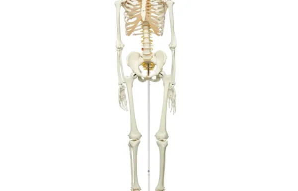 Human Skeleton Model PVC for Anatomy Education