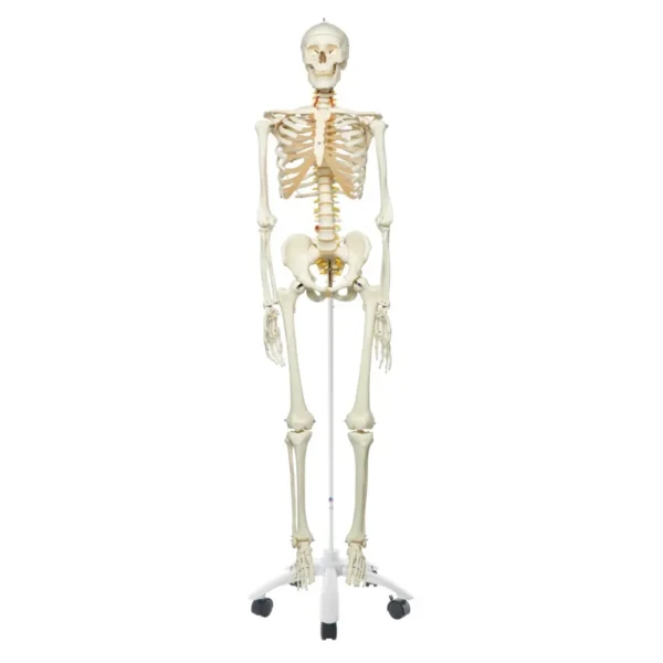 Human skeleton model made of PVC showing articulated joints and full skeletal structure for anatomy education and training