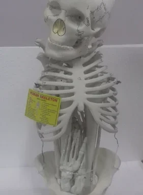 Human Skeleton Model