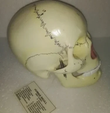 Human Skull Model