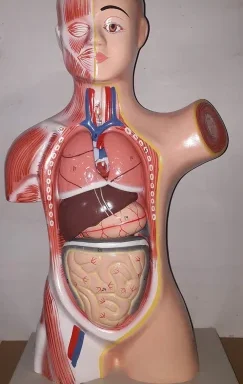 Human Torso Model