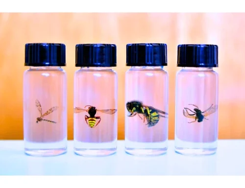 Insect Specimen Tube