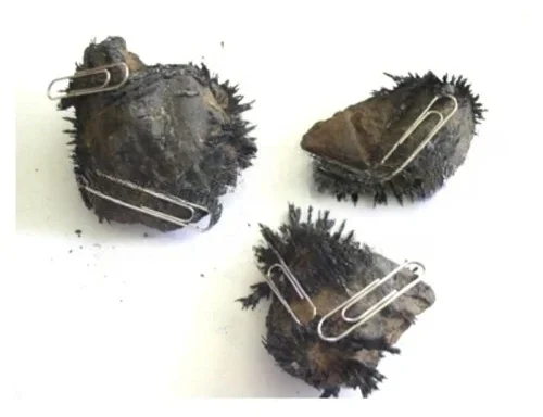 Load Stone Magnet Educational Working Model for Physics and Science Laboratories