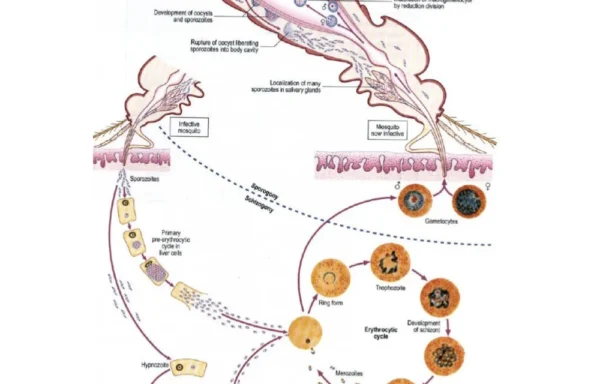 Biology Laboratory Supplies