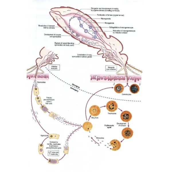 Malaria parasite biology lab model showing the complete life cycle of the parasite for medical and microbiology training