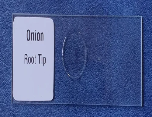 Prepared Microscope Slide