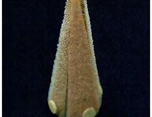 Solid Shapes Set Velcro set 7 Types NCERT jadui Jaadui Pitara ESML School Mathematics lab kit