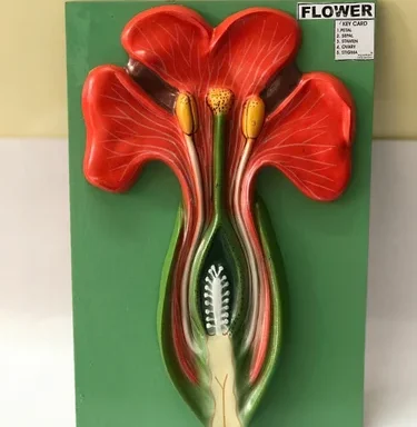 Typical Flower Model