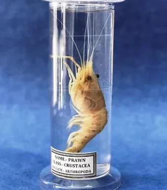 Zoological Lab Specimen